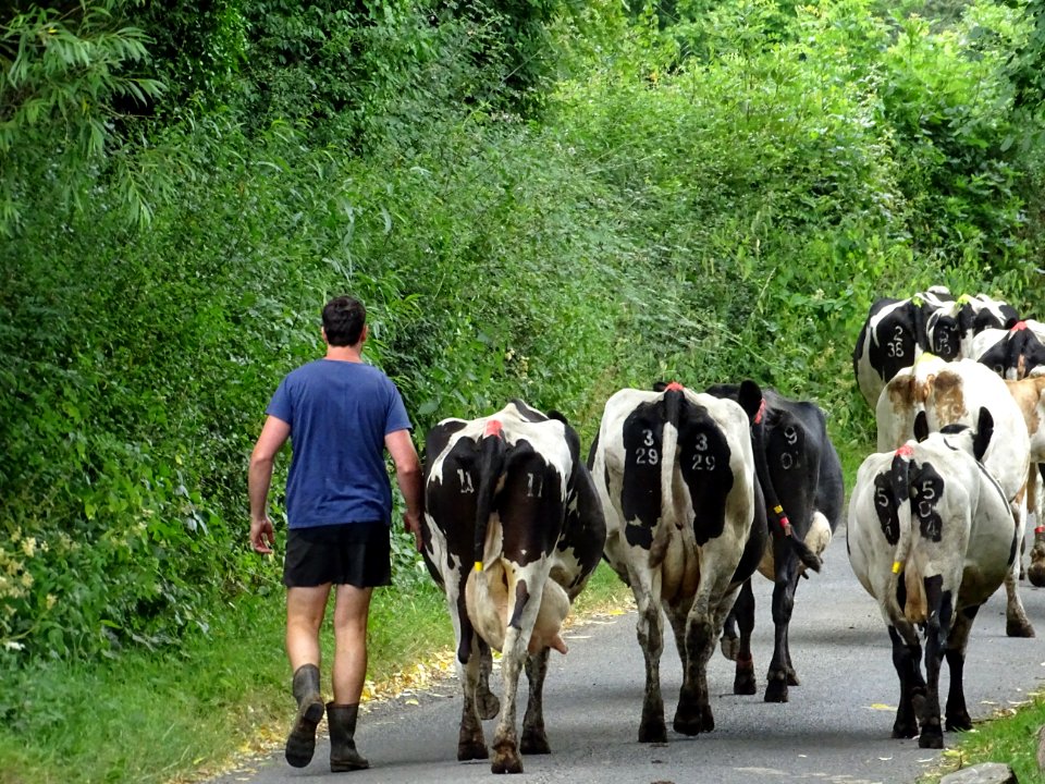 Cows going for a walk