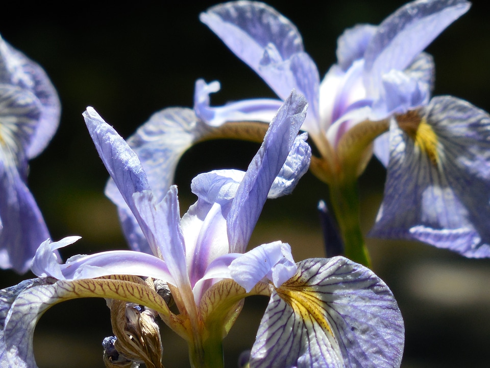 Floral spring petal
