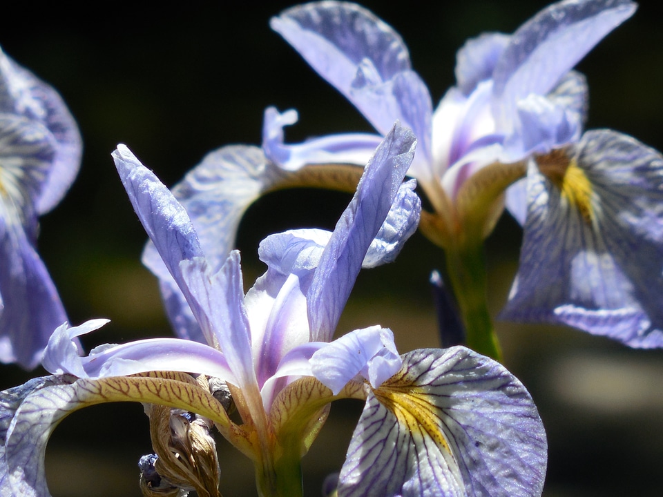 Floral spring petal photo