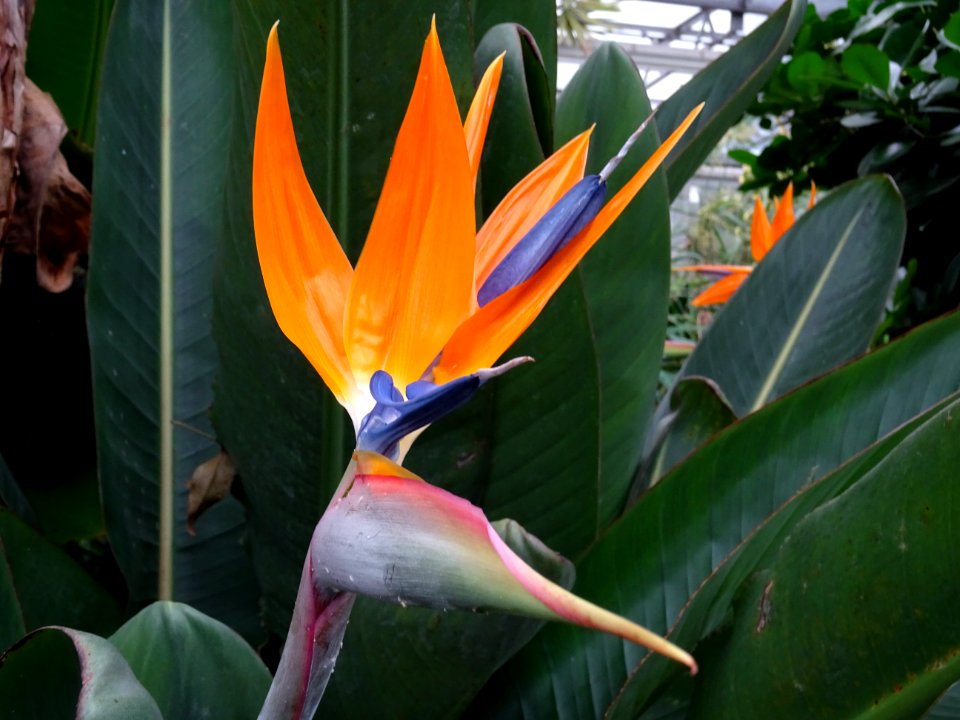 BIRDS OF PARADISE FLOWER photo