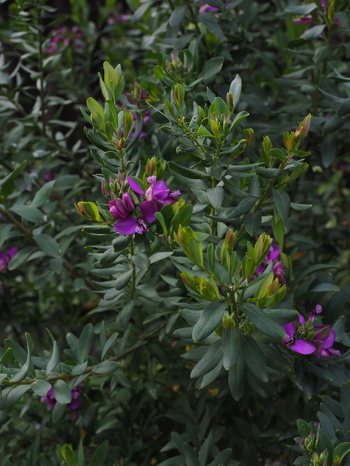 Evergreen polygala myrtifolia keuzblume