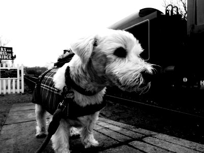 THE DOG & TRAIN