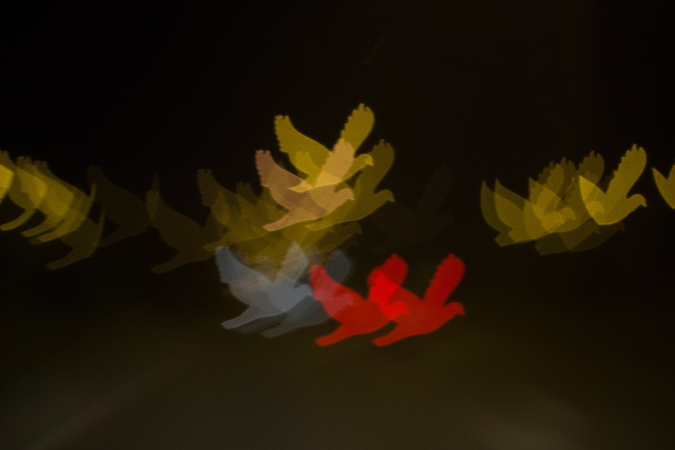 Birds colourful colorful