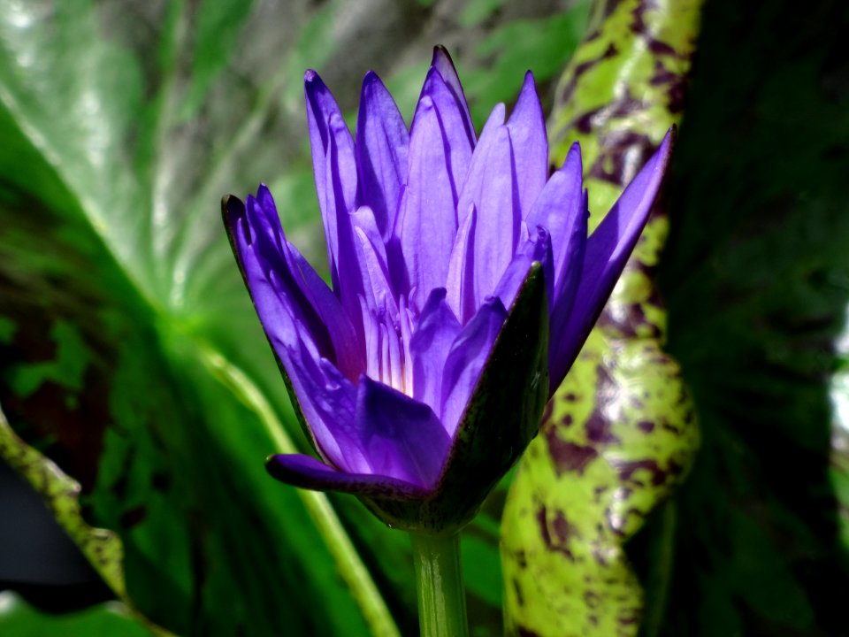 RHS WISLEY GARDENS ENGLAND