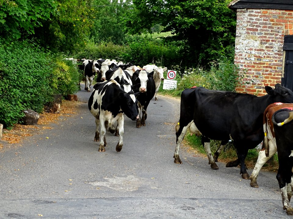 Cows going for a walk
