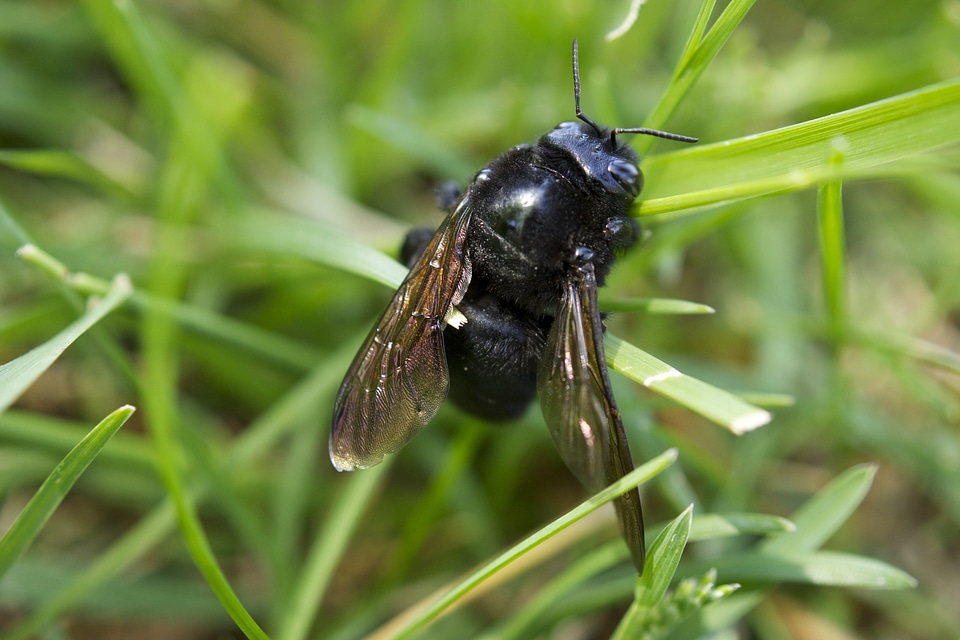 Nature wing bug