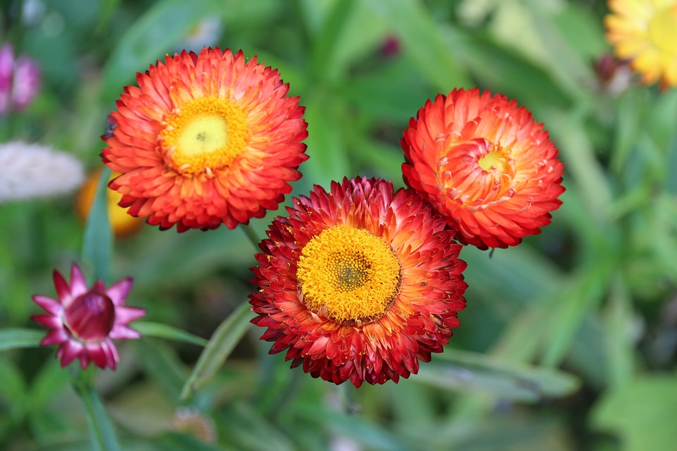 Straw flowers flowers flowers garden
