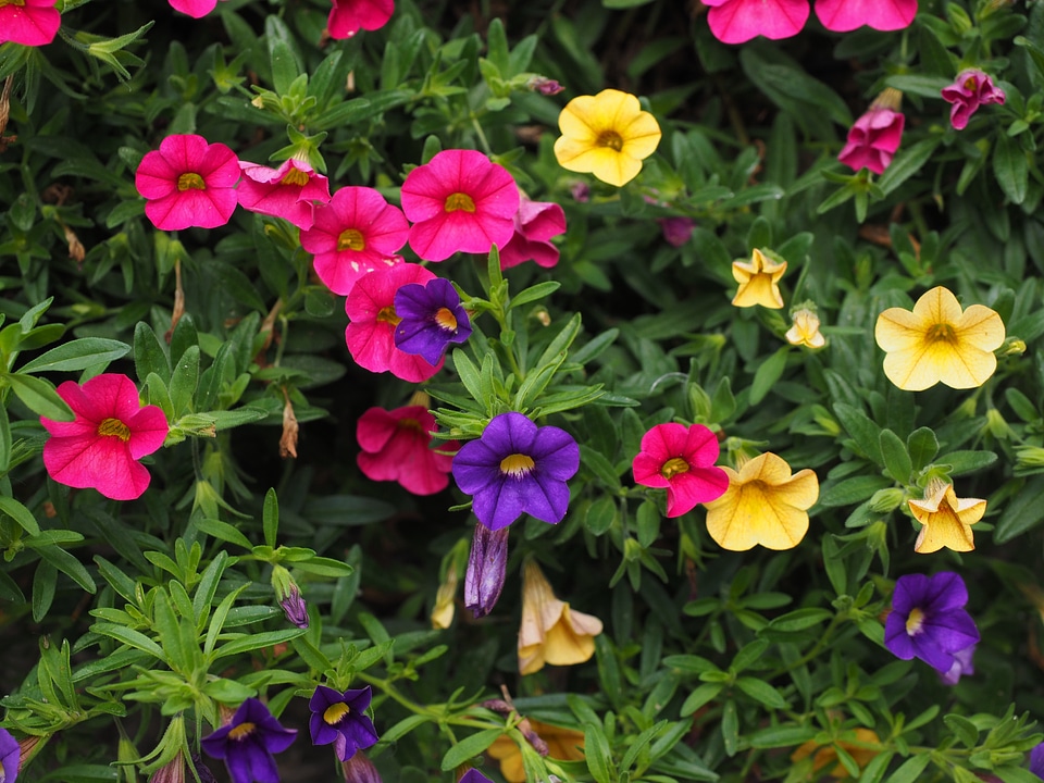 Violet purple yellow