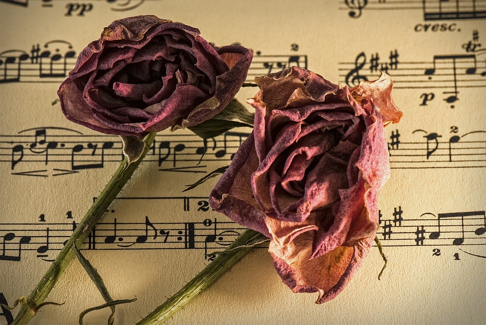 Romance carnation flower