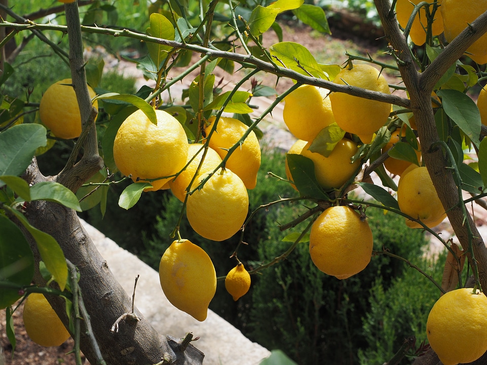 Citrus × limon citrus fruit