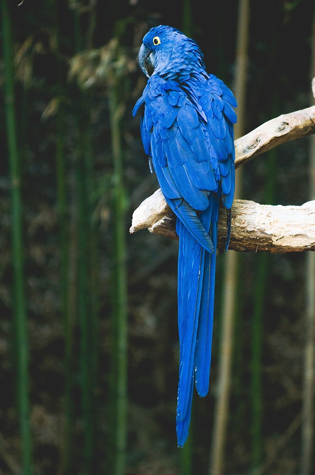 Animal tropical wildlife