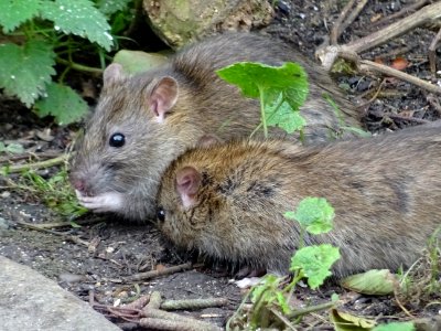 Wild Brown Rats.