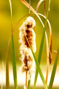 Reeds of Gunners Lake