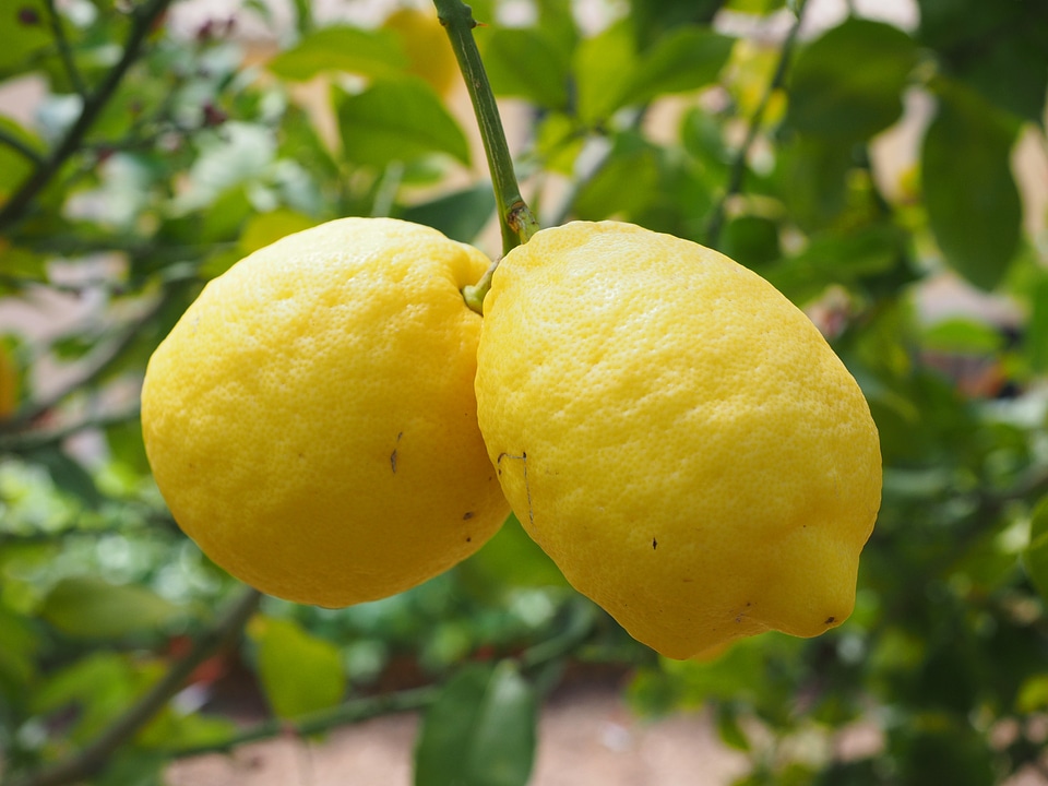 Citrus × limon citrus fruit
