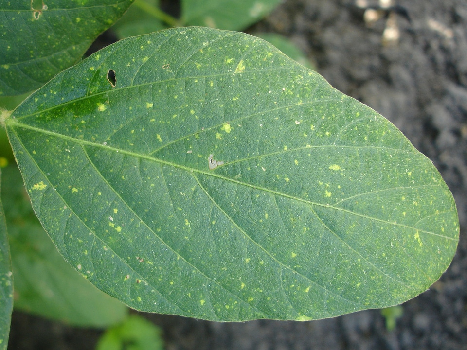 Green leaf summer soybean photo