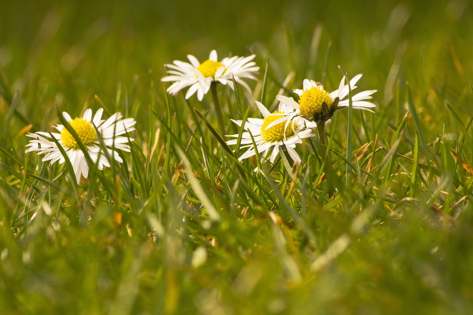 Flowers spring first born