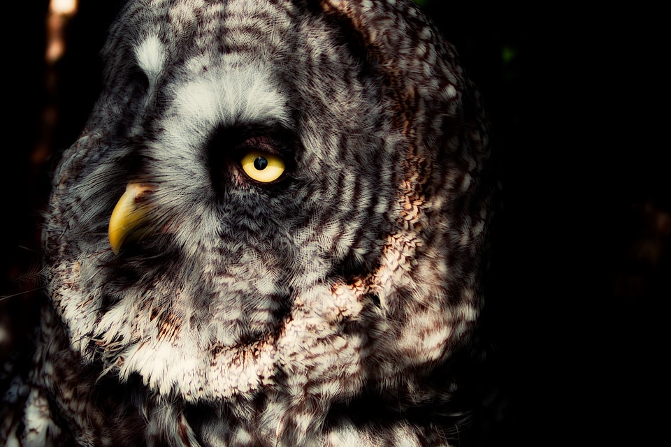 Beak bird of prey nature