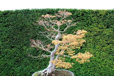 Bonsai Trees