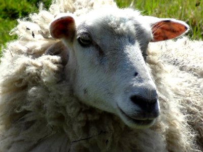 SHEEP