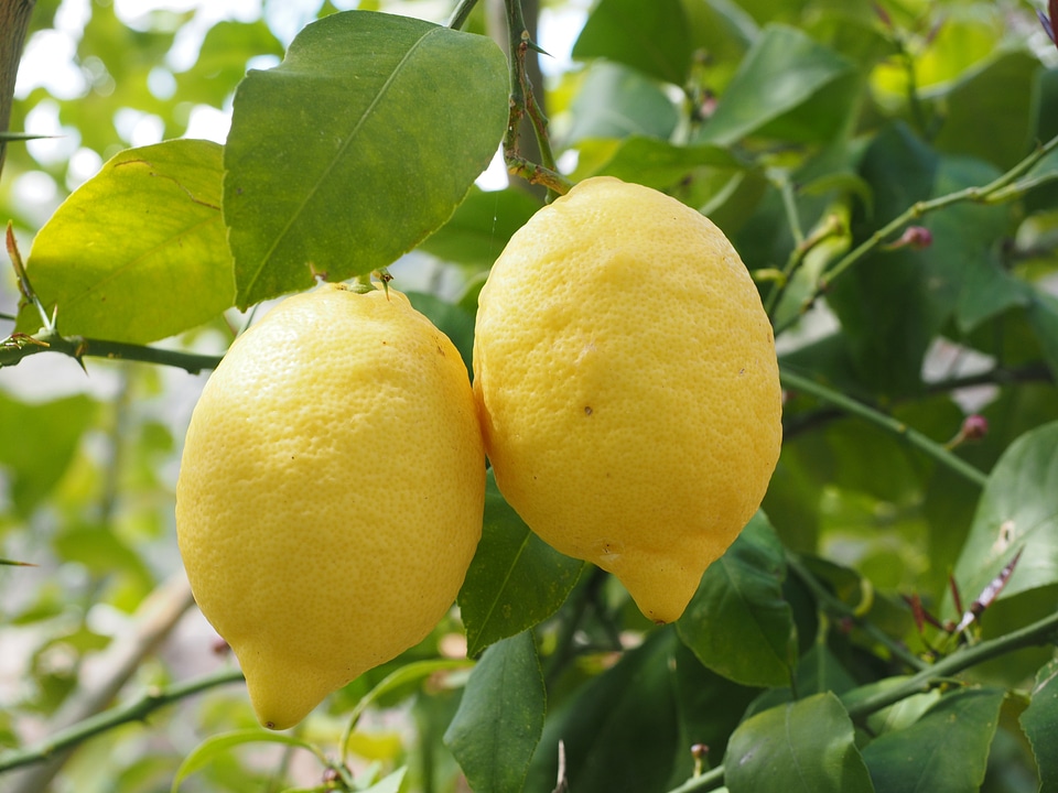 Citrus × limon citrus fruit