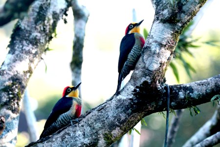 YES and No.....Yellow-fronted Woodpecker...Benedito de testa Amarela