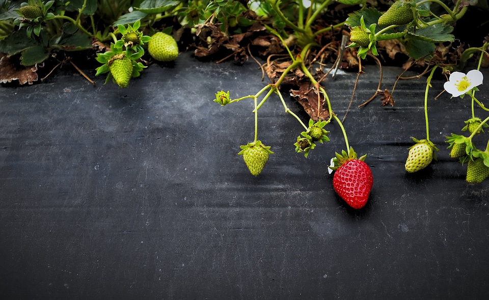 Organic garden berry