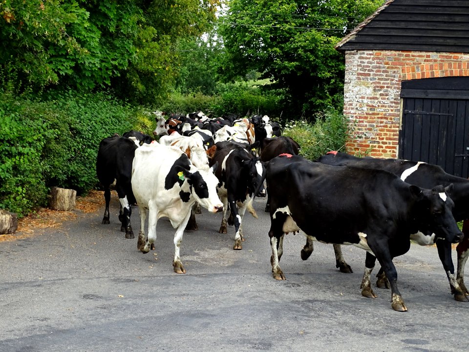 Cows going for a walk