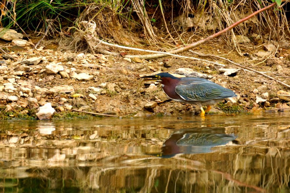 Green Heron (Butorides virescens)- Boyds MD
