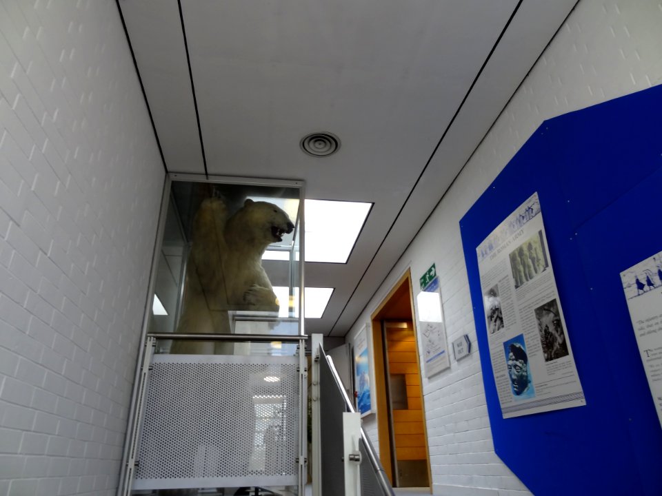 Polar Bear stuck in the elevator!