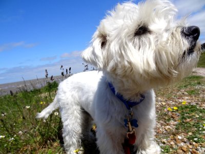 THE DOG WATCHING THE RED ARROWS
