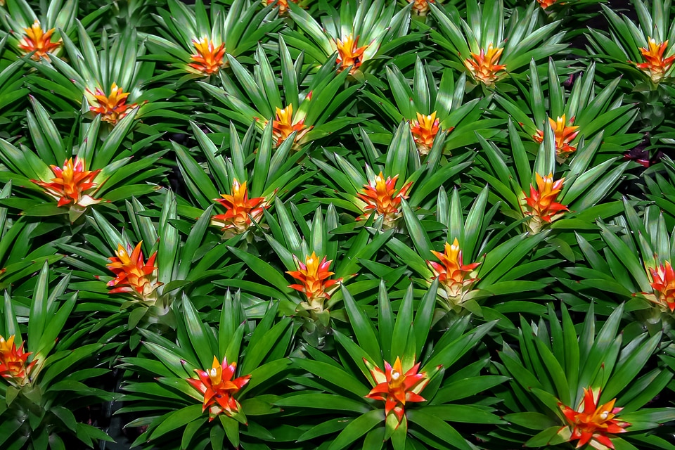 Jungle tropics flora