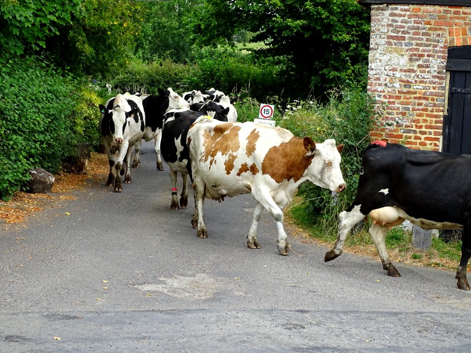 Cows going for a walk