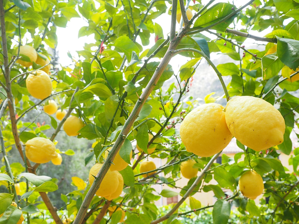 Citrus × limon citrus fruit