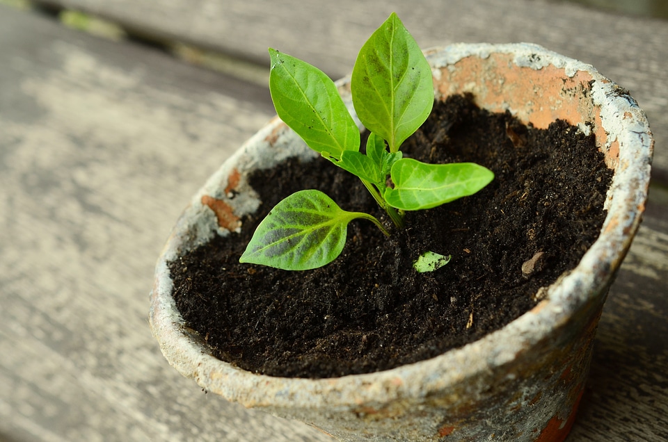 Seedling vegetable plant green