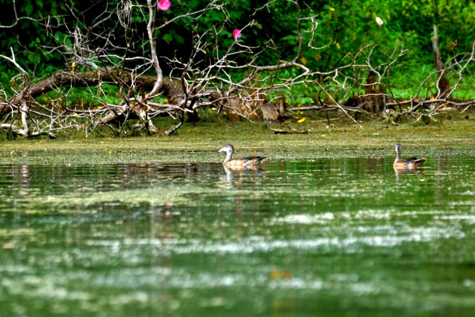 Female Wood Duck (Aix sponsa)