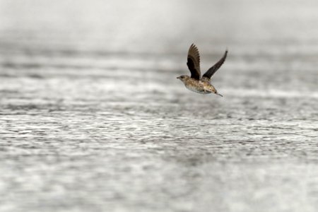 Murrelet