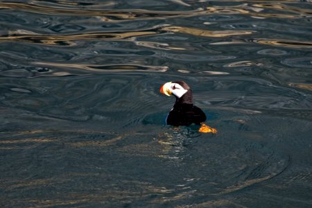 Horned Puffin photo