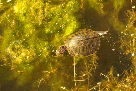 Red Eared Slider (Trachemys scripta elegans) - Gunners Lake Germantown MD