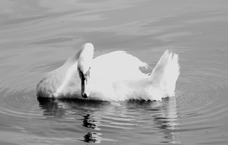 Black white water