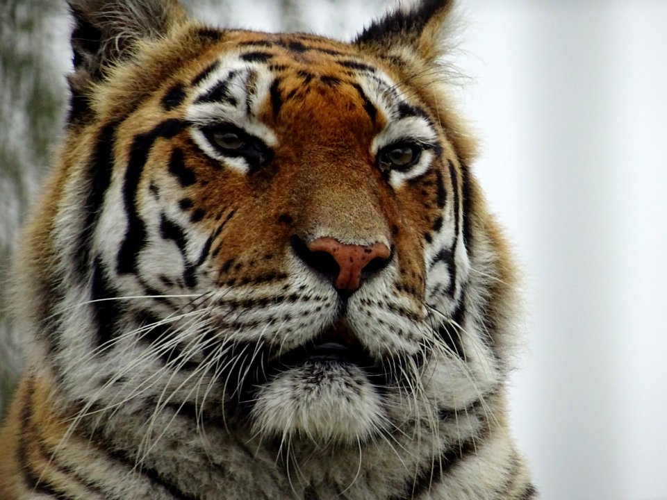 Isle of Wight Tigers! 🐅