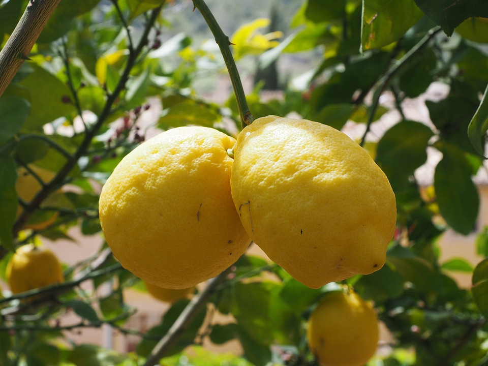 Citrus × limon citrus fruit