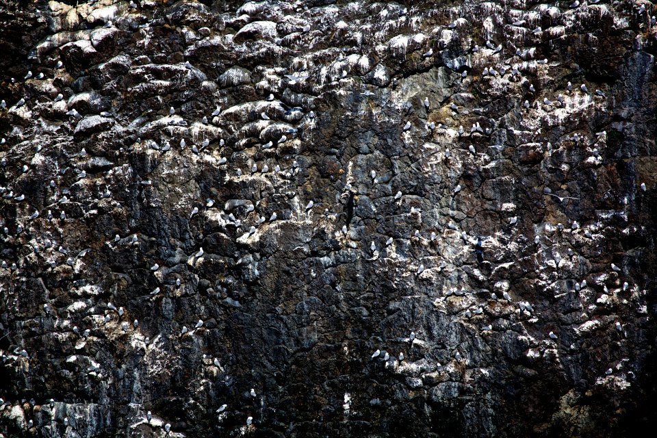 Black-Legged Kittiwakes