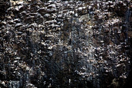Black-Legged Kittiwakes