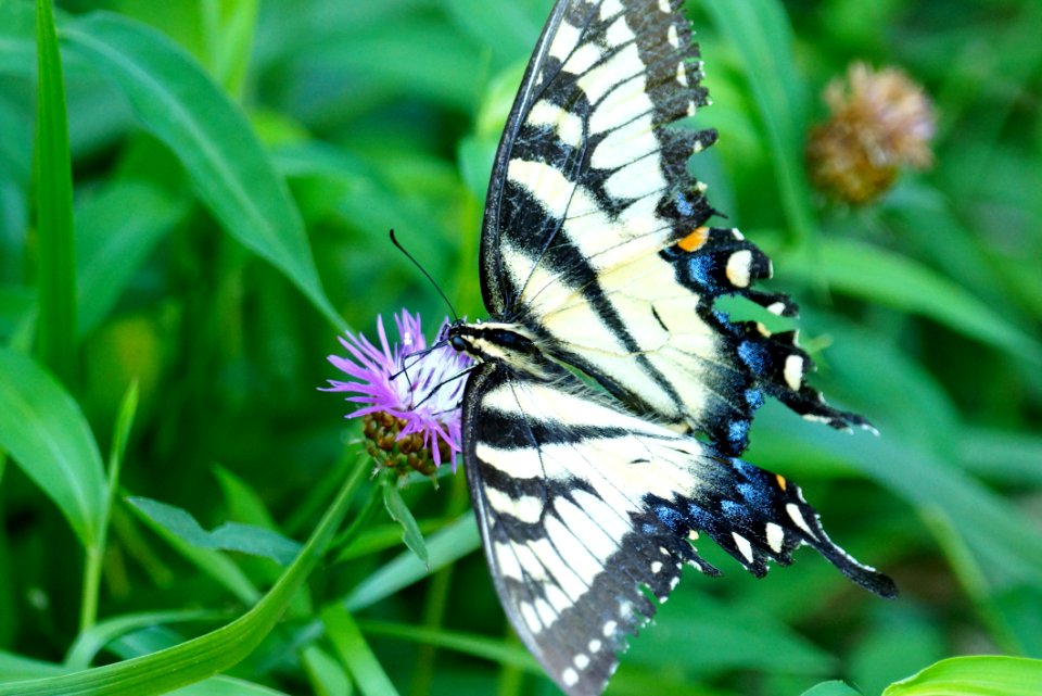 Getting Swallowtail Nectar
