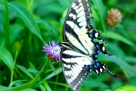 Getting Swallowtail Nectar