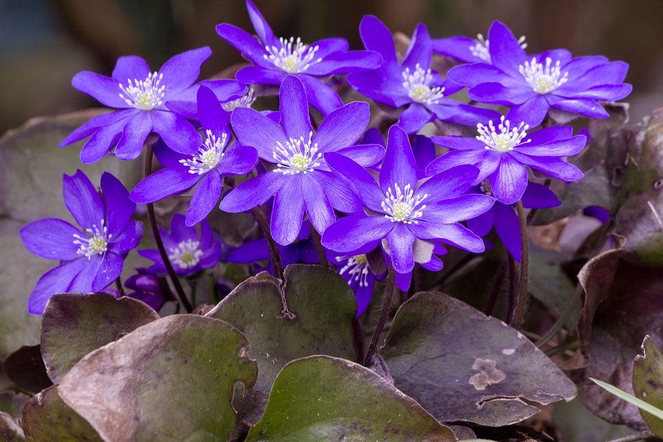 Purple costs flower forest flower garden