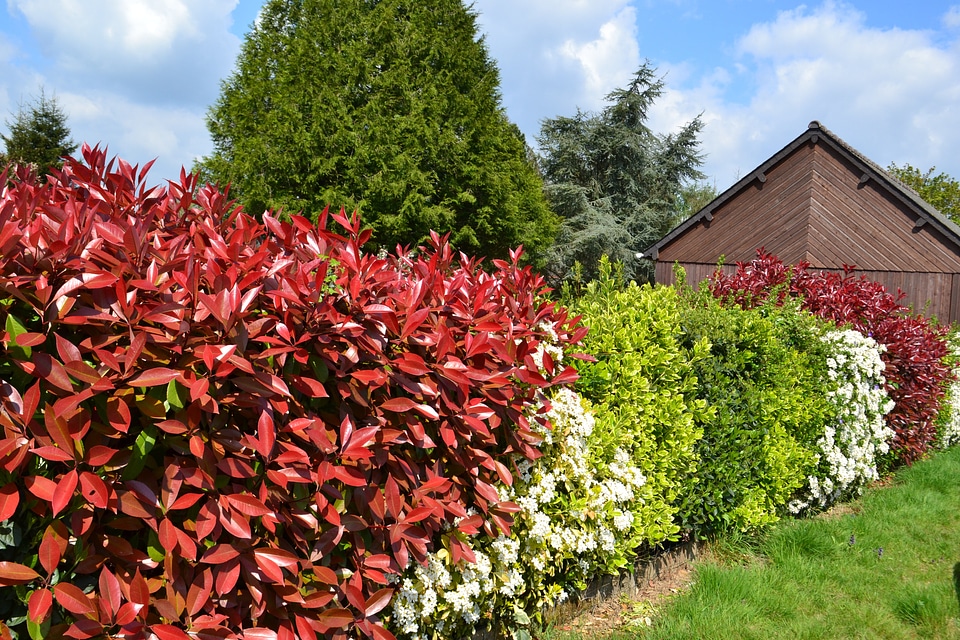 Red leaves fothinia photinia