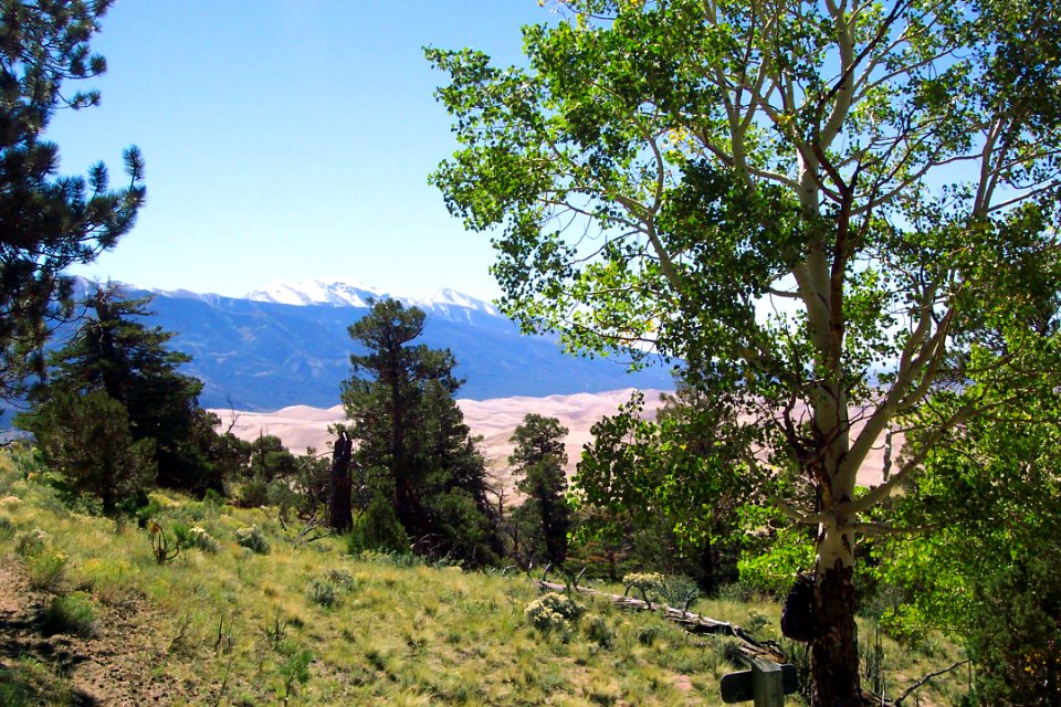 Aspen Backcountry Campsite with View of Dunes