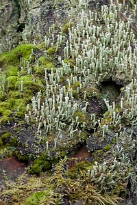 Nature green close up photo