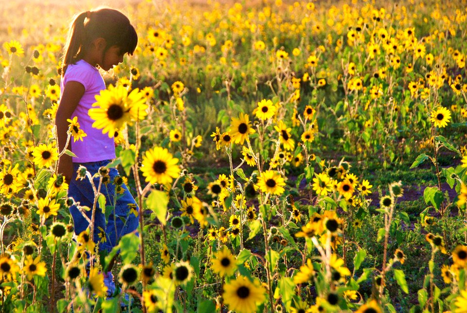 Girl Walking in Sunflowers, Great Sand Dunes National Park #2